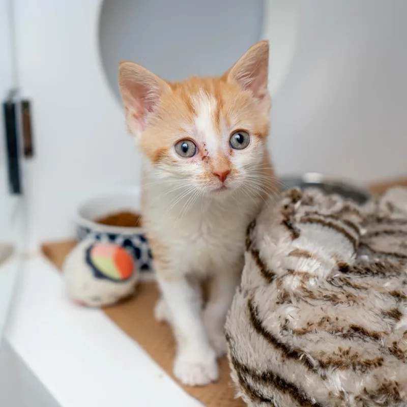 A baby small-sized male Orange / Red Domestic Short Hair cat named Fanta for adoption in New York, NY