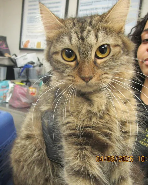 A baby small-sized female Domestic Medium Hair cat named Grace for adoption in Marietta, GA