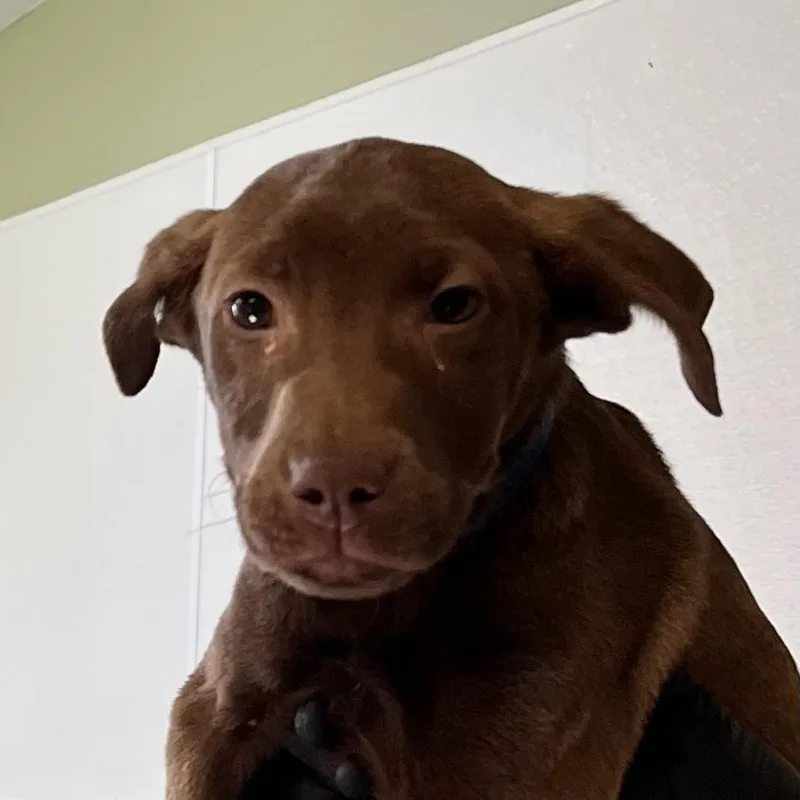 A baby small-sized male Brown / Chocolate Retriever dog named Butterfinger for adoption in Baltimore, MD