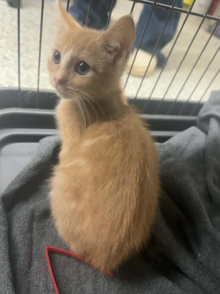 A baby small-sized male Domestic Short Hair cat named Russ for adoption in Sidney, NY