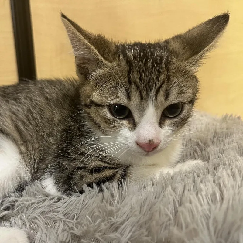A baby small-sized female Gray / Blue / Silver Domestic Short Hair cat named Blackberry for adoption in Jupiter, FL