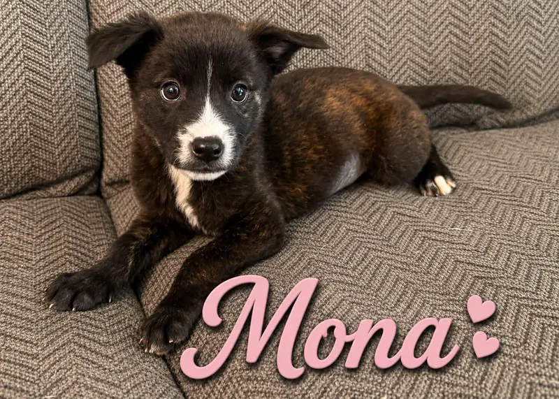 A baby medium-sized female Bicolor Mixed Breed dog named Mona for adoption in Hop Bottom, PA