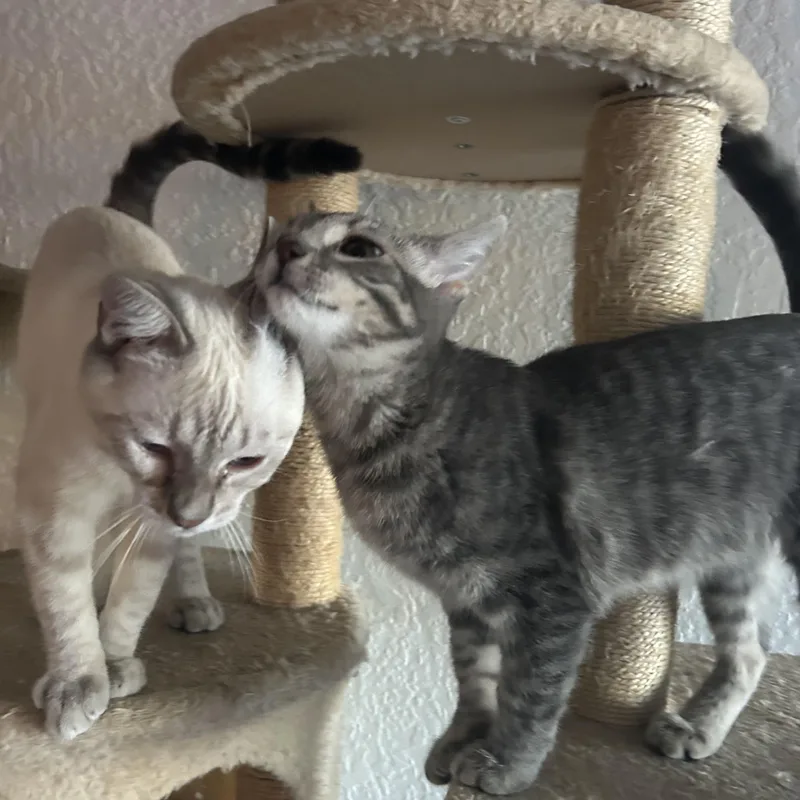 A baby medium-sized male Blue Point Domestic Short Hair cat named Sour Brite Crawler for adoption in Davis, CA