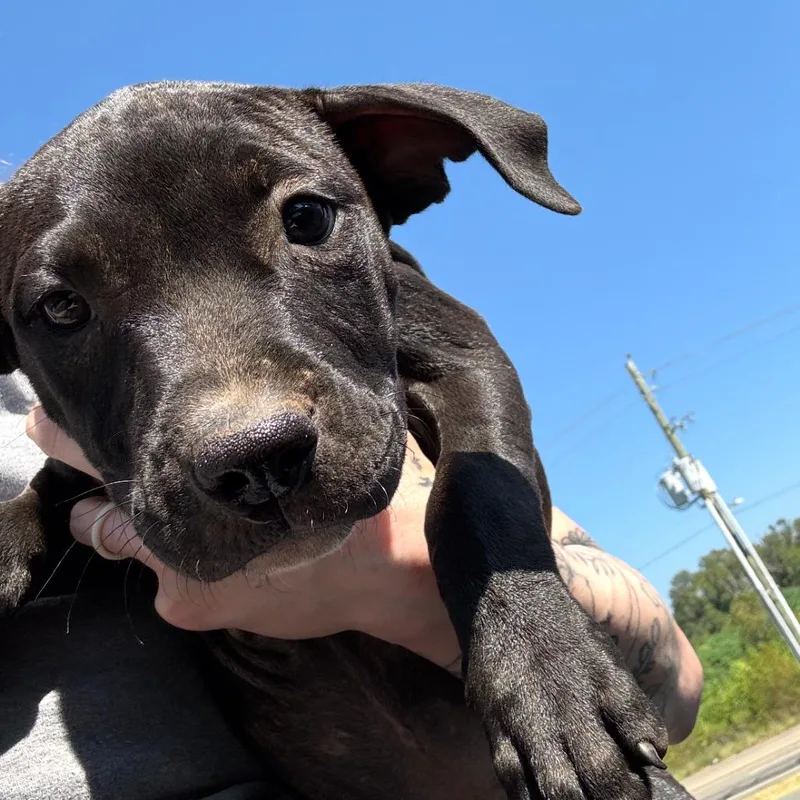 A baby small-sized female Terrier dog named Kiki for adoption in Marshall, TX