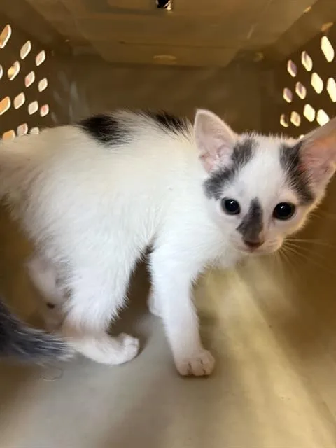A baby small-sized male Domestic Short Hair cat named Pepper for adoption in Fort Walton Beach, FL