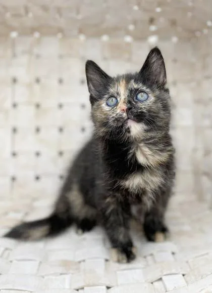 Sassy Will Make Your thumbnail 2