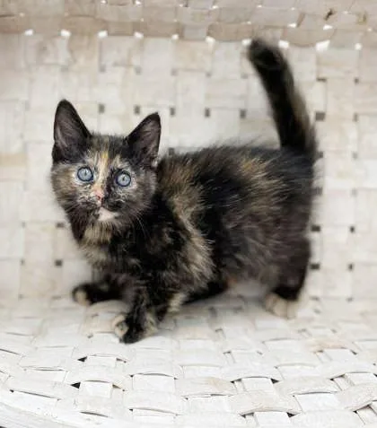 Sassy Will Make Your thumbnail 3