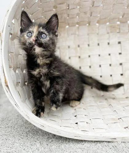 Sassy Will Make Your thumbnail 4