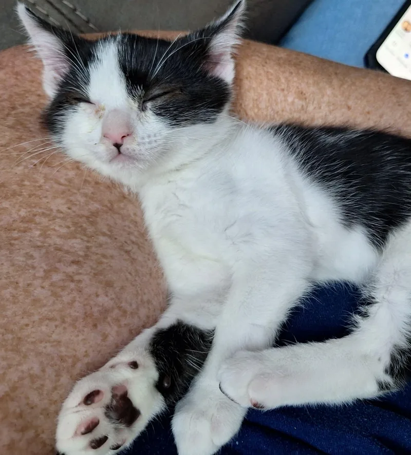 Pip