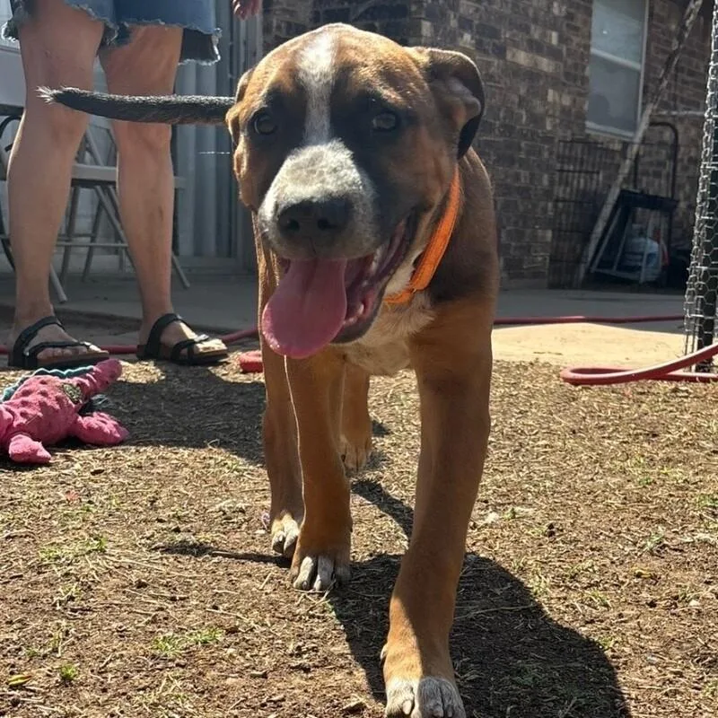 A young medium-sized male Brindle Mixed Breed dog named Simbadisney for adoption in lawton, OK