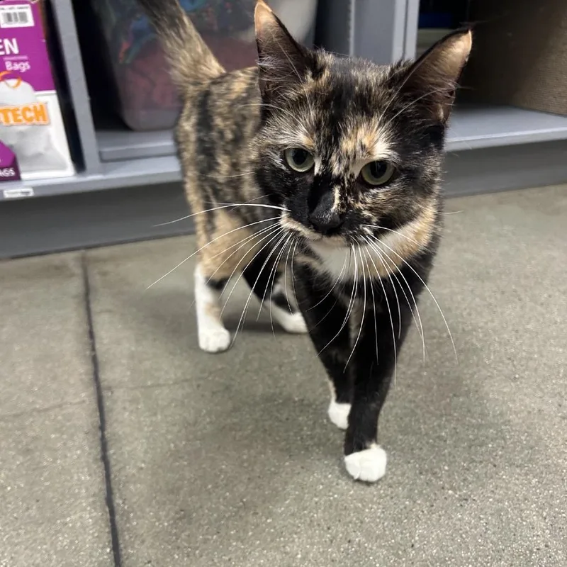 An adult small-sized female Calico Domestic Short Hair cat named Kenna for adoption in Hemet, CA