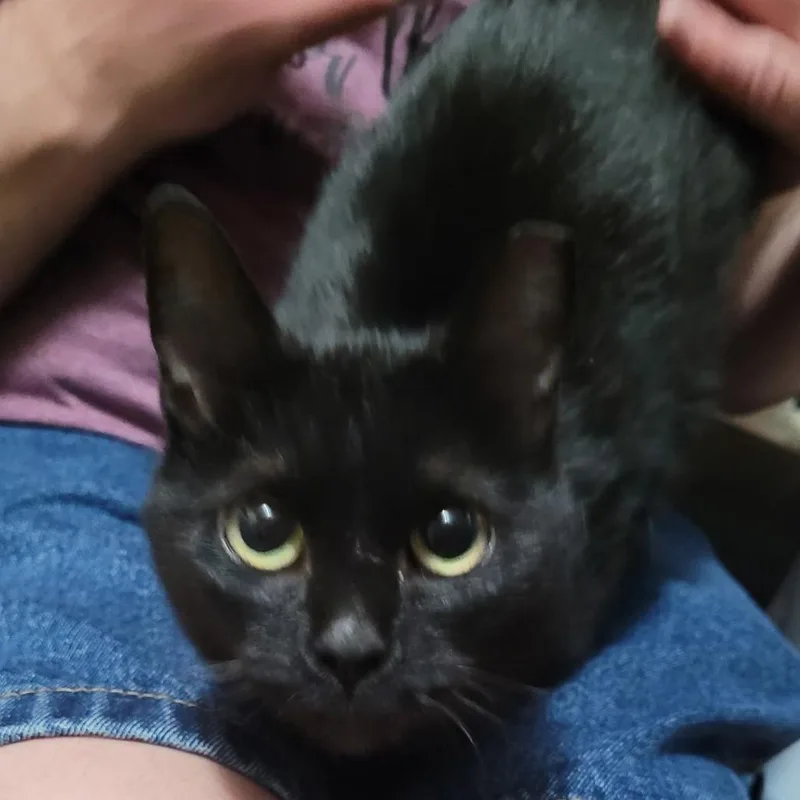 An adult medium-sized female Black Domestic Long Hair cat named Ruth for adoption in Irwin, PA