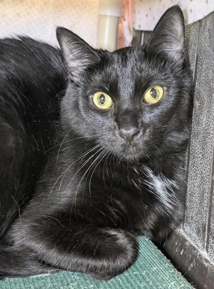 An adult medium-sized female Domestic Short Hair cat named Hum for adoption in Mason, MI