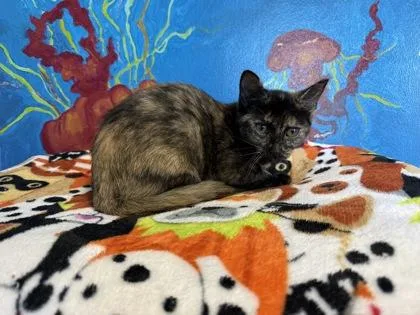 A baby small-sized female Black Domestic Short Hair cat named Persimmon for adoption in Harbor Springs, MI
