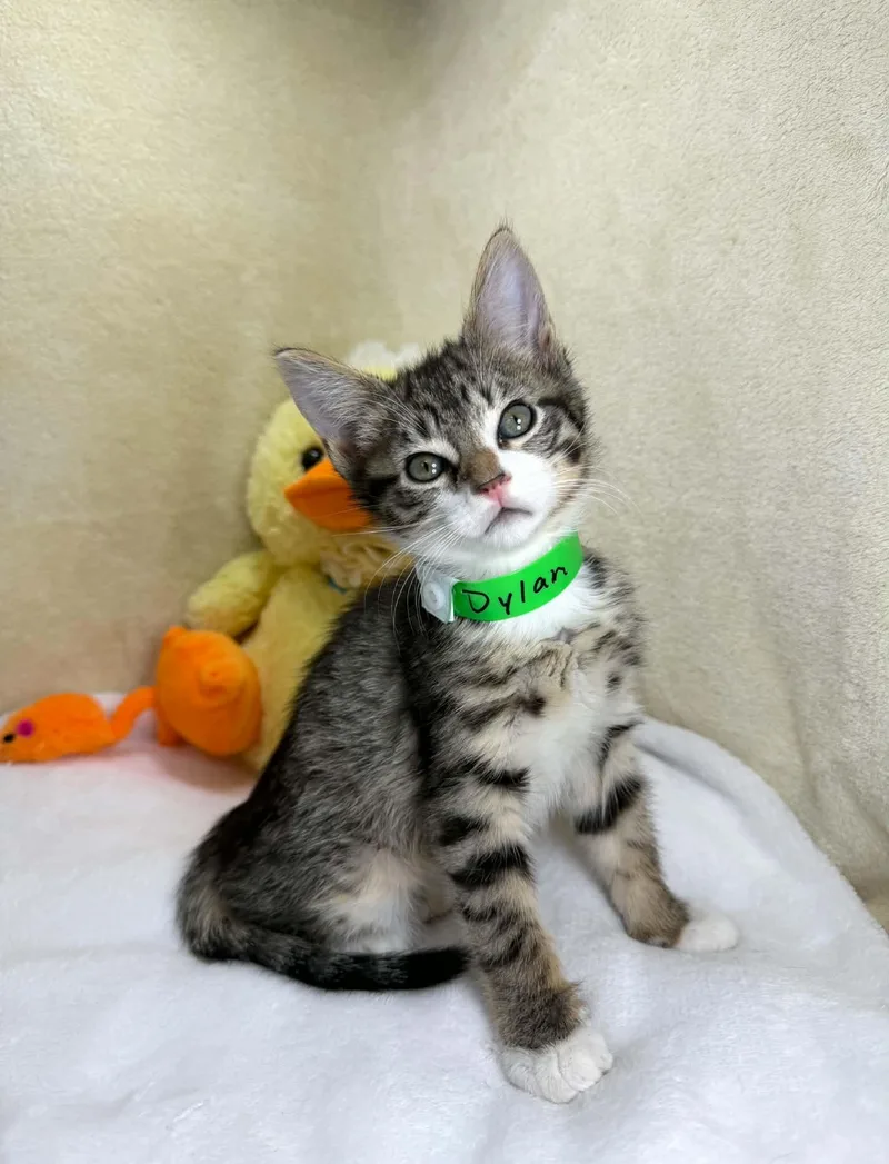 A baby medium-sized male Tabby cat named Dylan for adoption in Tavares, FL