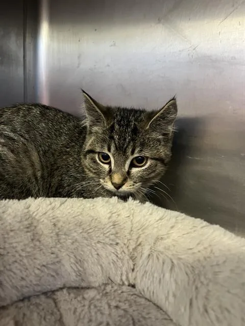 A baby medium-sized female Domestic Short Hair cat named Darby for adoption in Brewster, MA