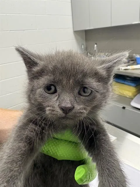 A baby small-sized female Domestic Short Hair cat named Jesse Jo for adoption in Indianapolis, IN