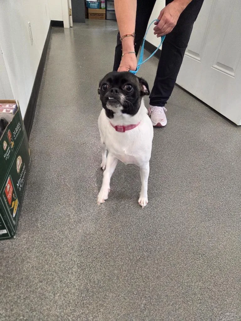 A baby small-sized female Jack Russell Terrier dog named Aspen for adoption in Lunenburg, VT