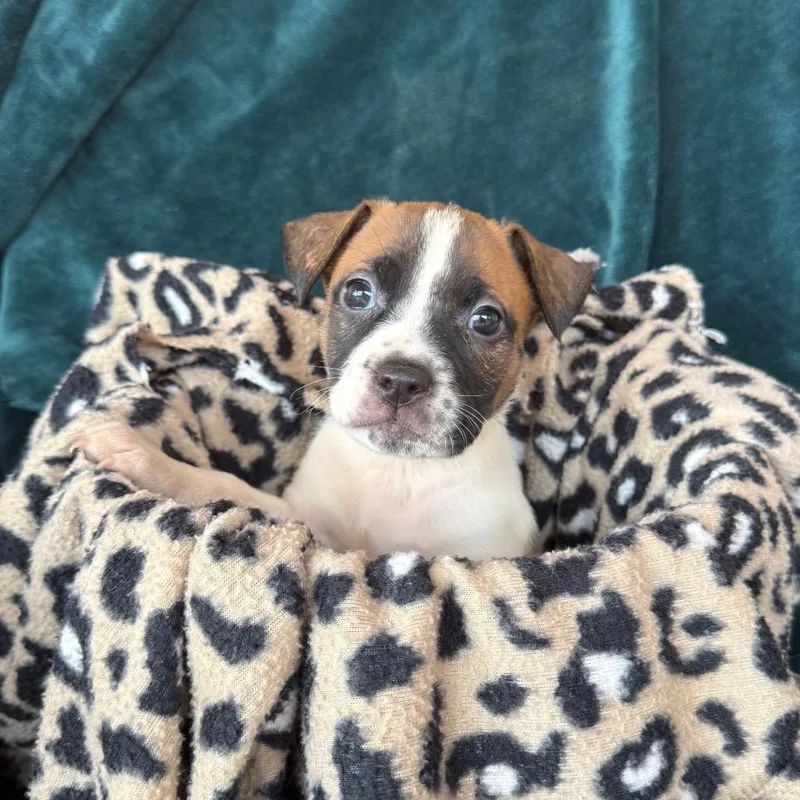 A baby medium-sized female American Staffordshire Terrier dog named Moana for adoption in Murray, UT