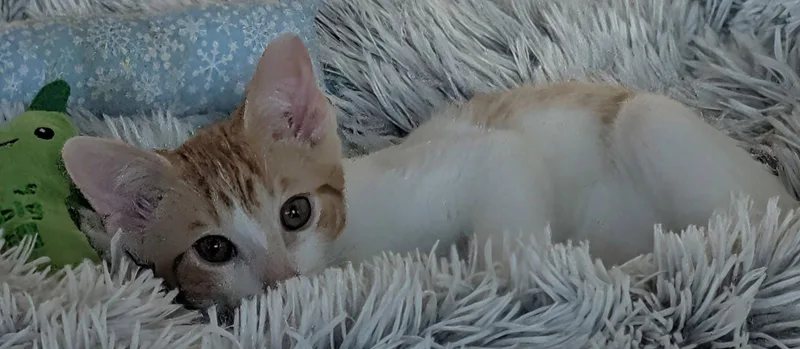 A baby medium-sized male Orange & White Domestic Short Hair cat named Raul for adoption in Kansas City, MO