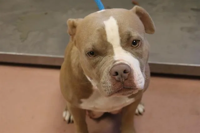 An adult medium-sized female Mixed Breed dog named Fruit Loop for adoption in Columbia, SC