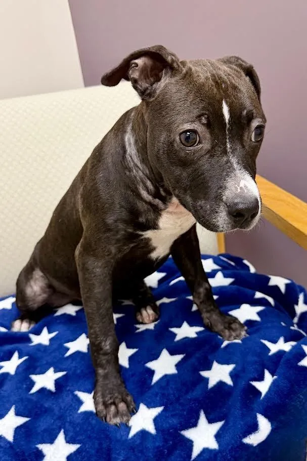 A baby medium-sized female Black Pit Bull Terrier dog named Lonan for adoption in Maryville, TN