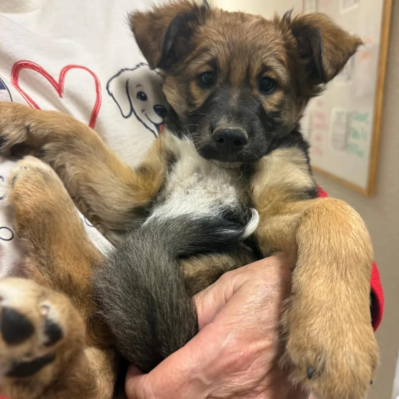 A baby small-sized female Shepherd dog named Brittany for adoption in Parker, CO