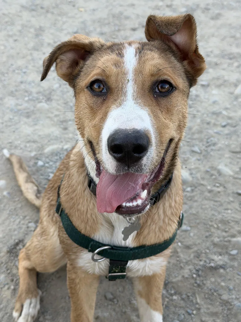 A young large-sized female Labrador Retriever dog named Dezi for adoption in Sunnyvale, CA