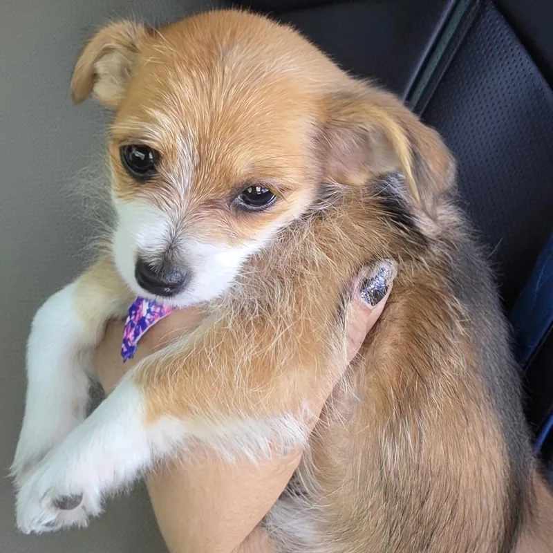A baby small-sized female Yellow / Tan / Blond / Fawn Chihuahua dog named Franny for adoption in Santa Barbara, CA