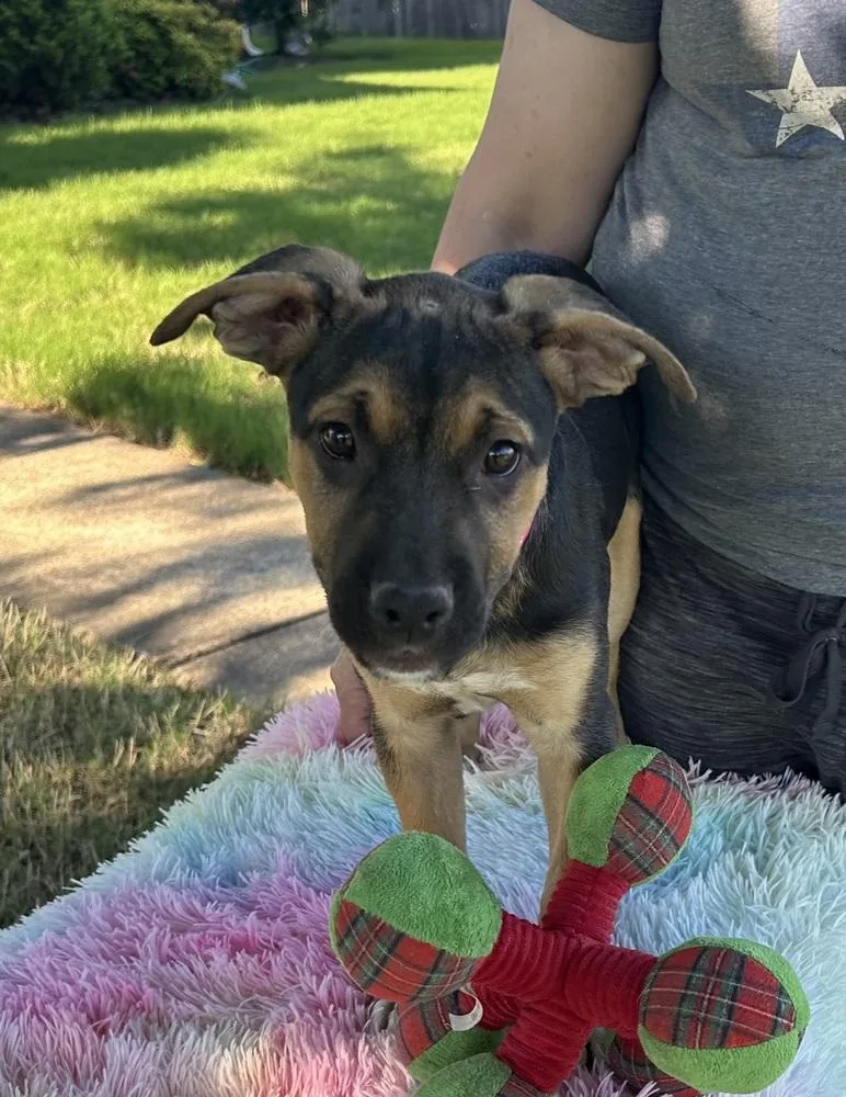 A baby medium-sized female Pit Bull Terrier dog named Frida  Artist Puppies for adoption in Horn Lake, MS