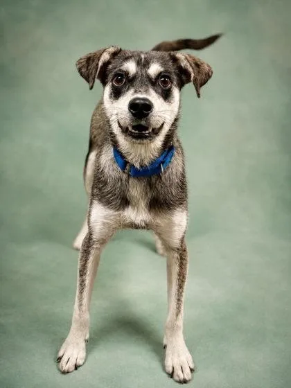 An adult medium-sized male Mixed Breed dog named Marzapan for adoption in West Chester, PA