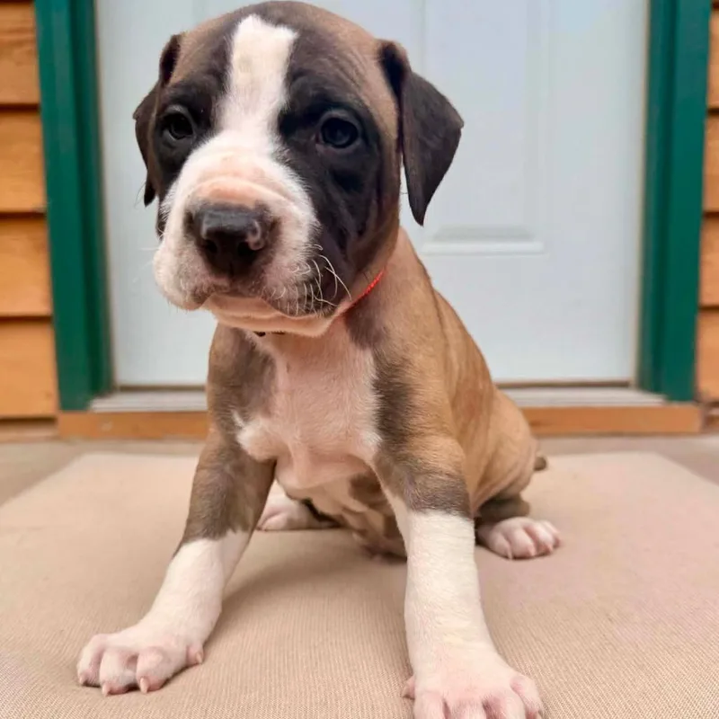 A baby small-sized male Yellow / Tan / Blond / Fawn American Bulldog dog named Rumpus D for adoption in Princeton, MN
