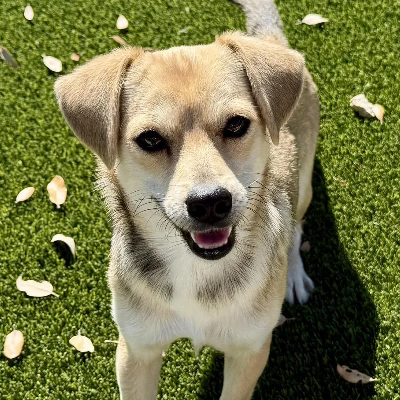 An adult small-sized female Yellow / Tan / Blond / Fawn Chihuahua dog named Tulip  As Pretty for adoption in Hondo, TX