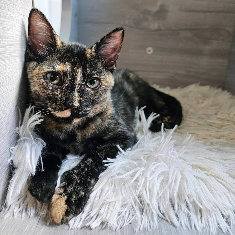 A baby medium-sized female Tortoiseshell Domestic Short Hair cat named Clode for adoption in Apex, NC