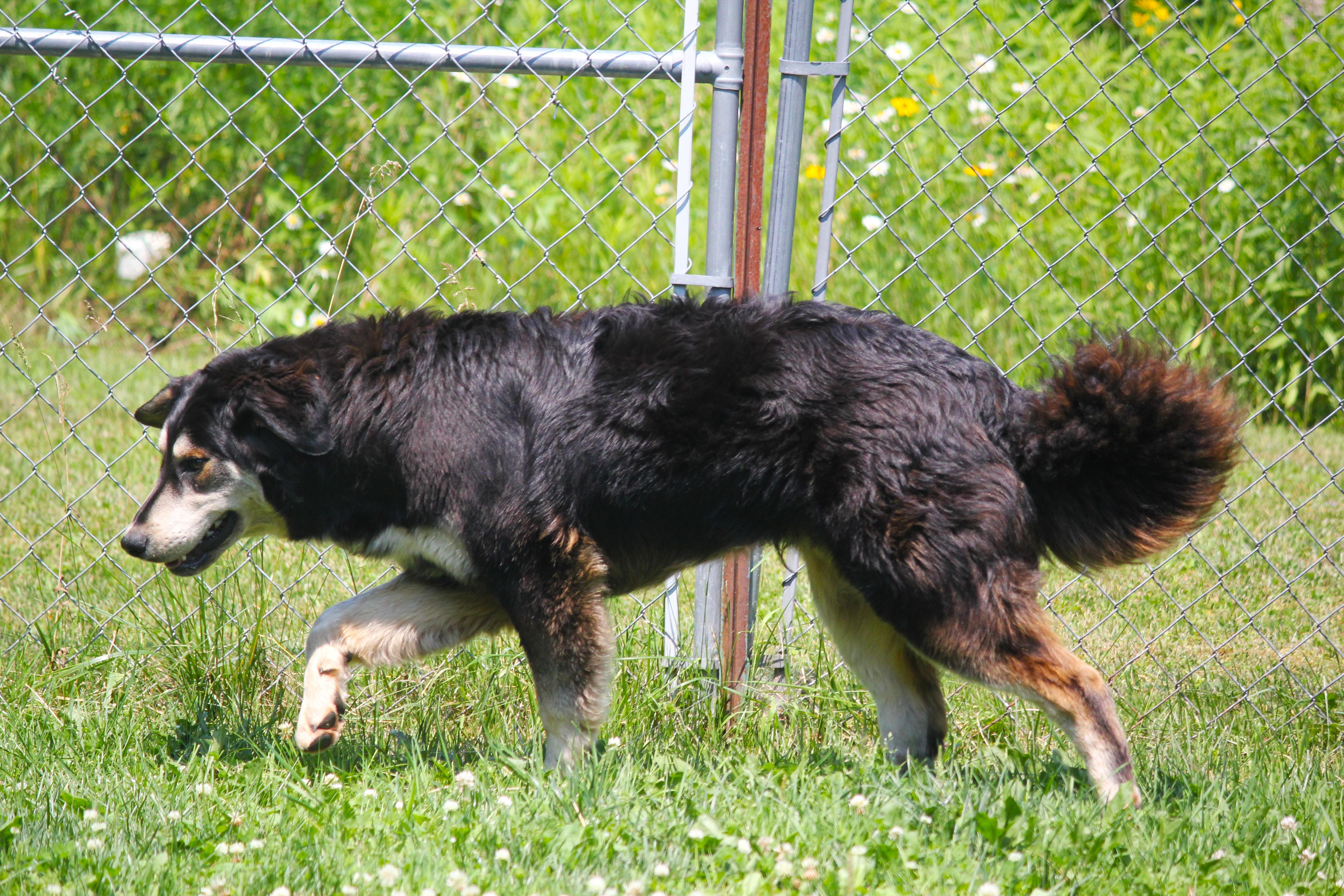 A baby large-sized male Bicolor Shepherd dog named Toby for adoption in Hayward, WI