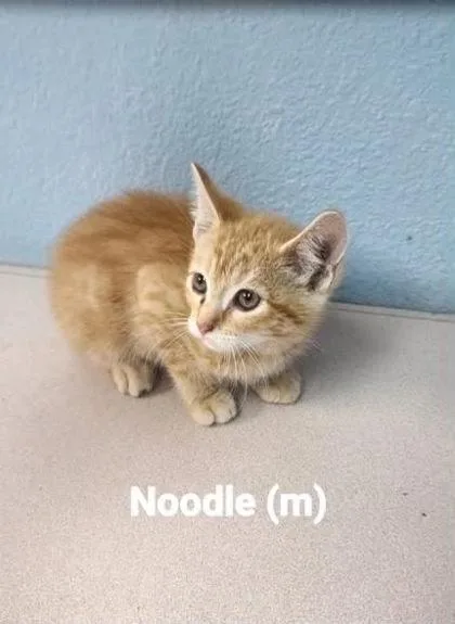 A young small-sized male Domestic Short Hair cat named Noodle for adoption in Beatrice, NE