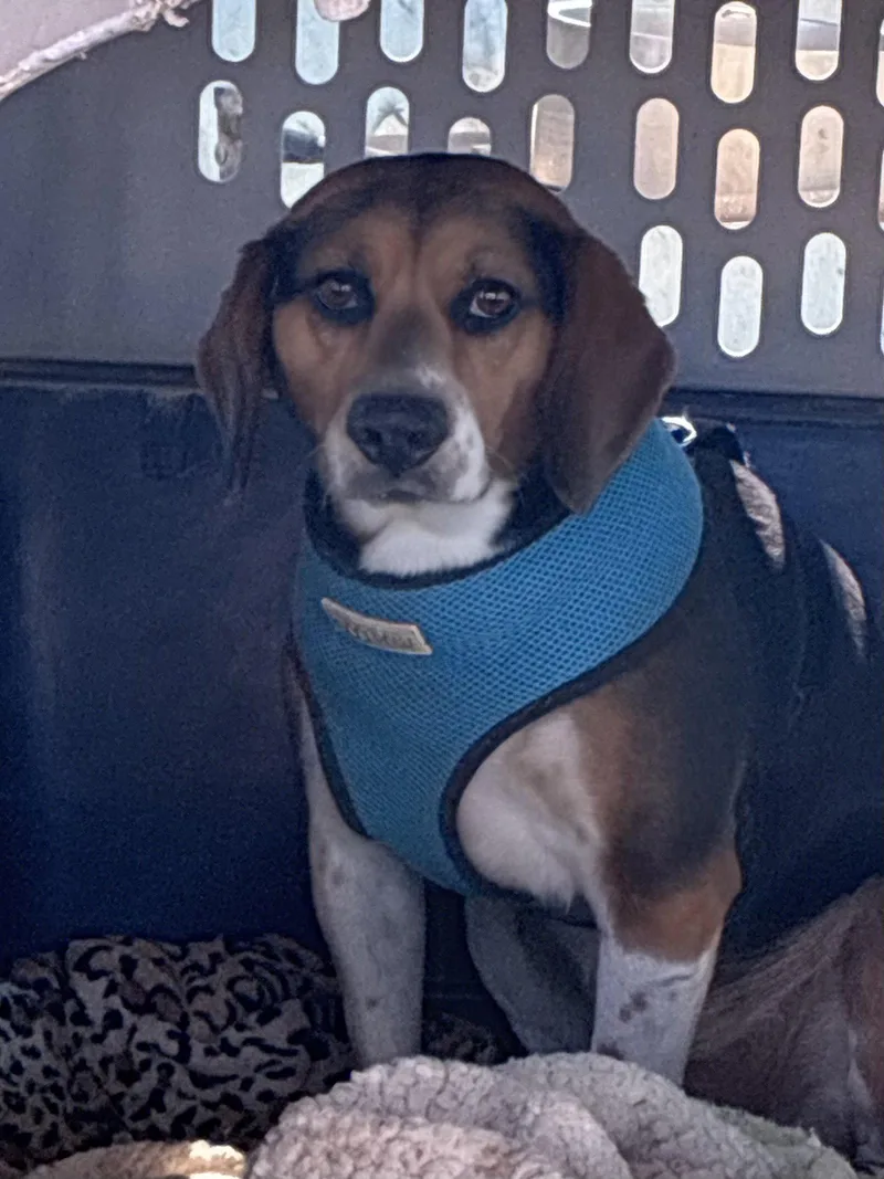 An adult small-sized male Beagle dog named Rocky for adoption in Apple Valley, CA