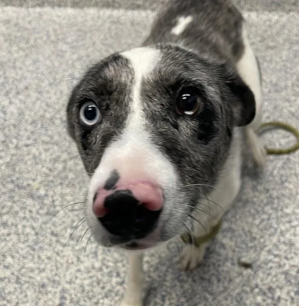 A young large-sized male Australian Shepherd dog named Cinch for adoption in Golden, CO