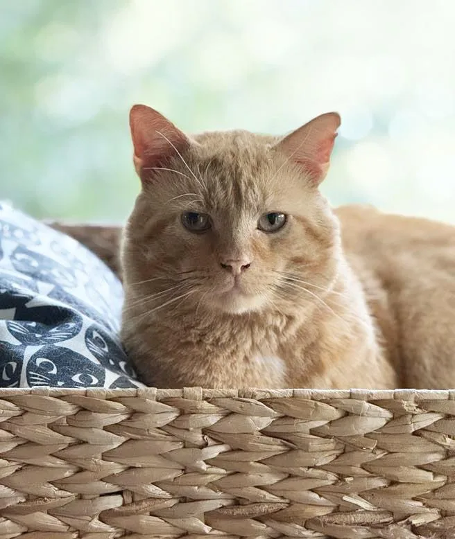 Cornflake thumbnail 2