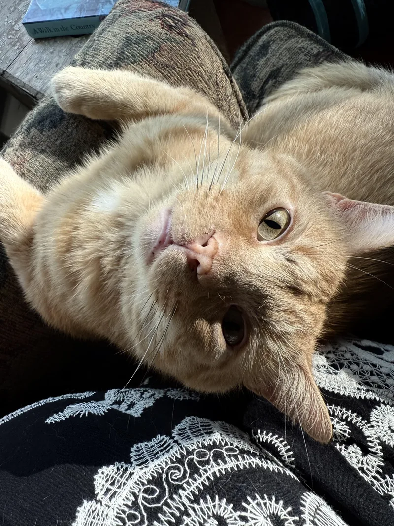 Cornflake thumbnail 3