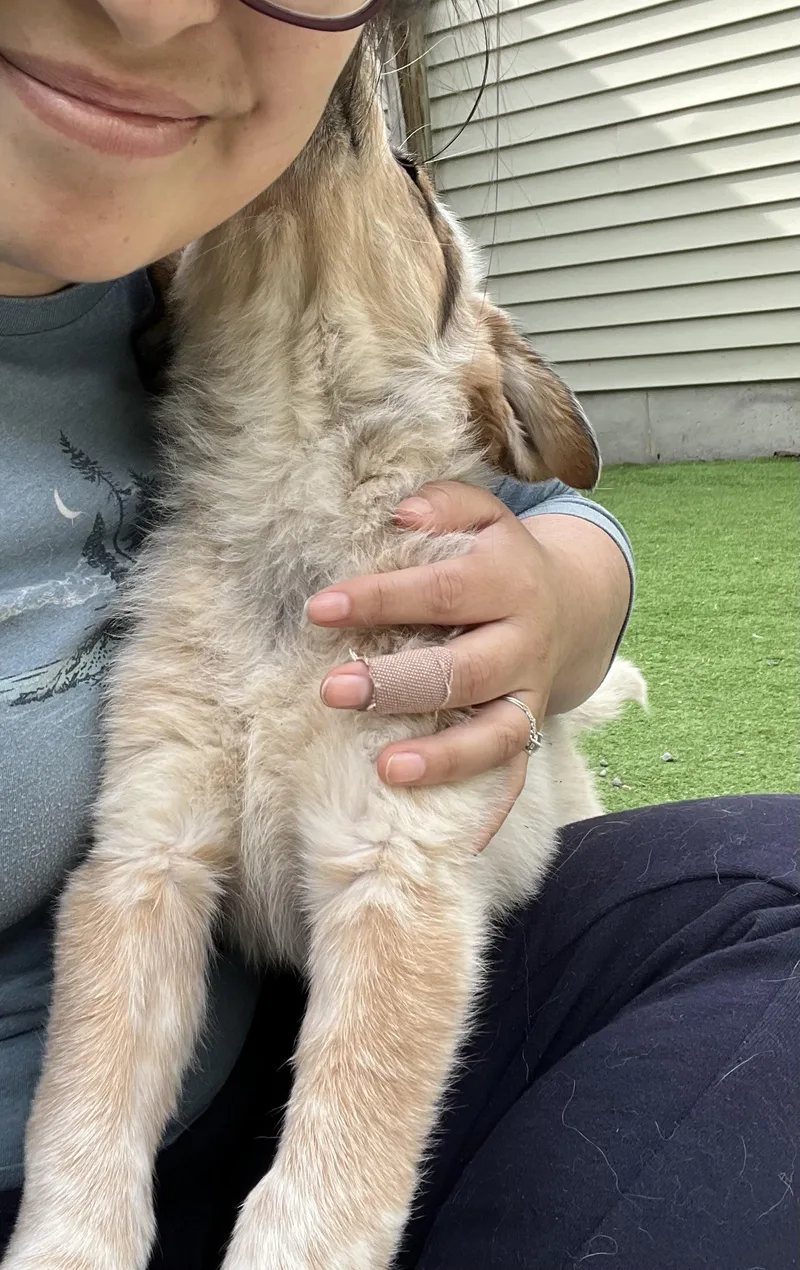 A baby large-sized female Great Pyrenees dog named Mocha for adoption in Bowdoin, ME