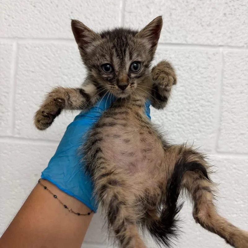 A baby small-sized male Brown / Chocolate Domestic Short Hair cat named Anchovy for adoption in Edinburg, TX