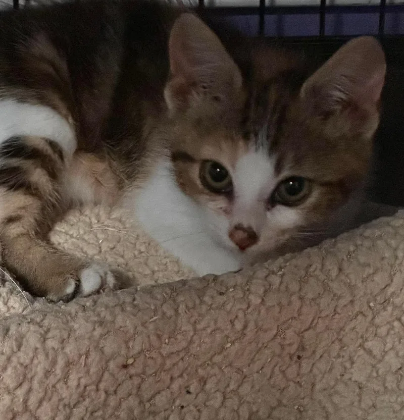 A baby small-sized female Domestic Short Hair cat named Marigold for adoption in Virginia Beach, VA