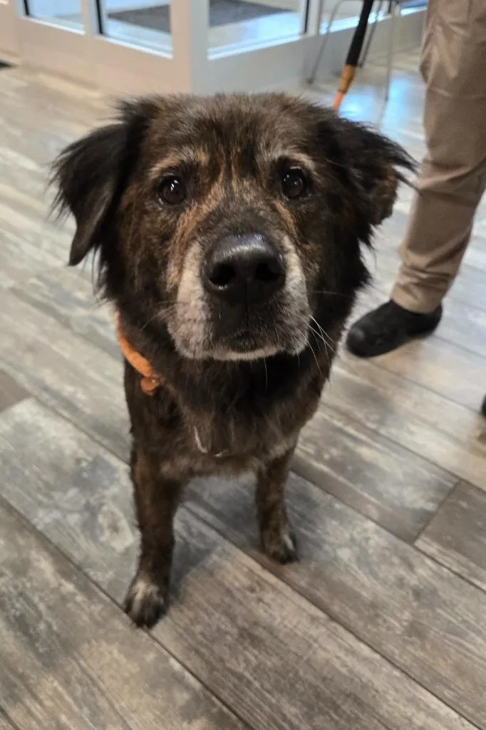 An adult large-sized male Shepherd dog named Marble Yrly for adoption in Sidney, OH