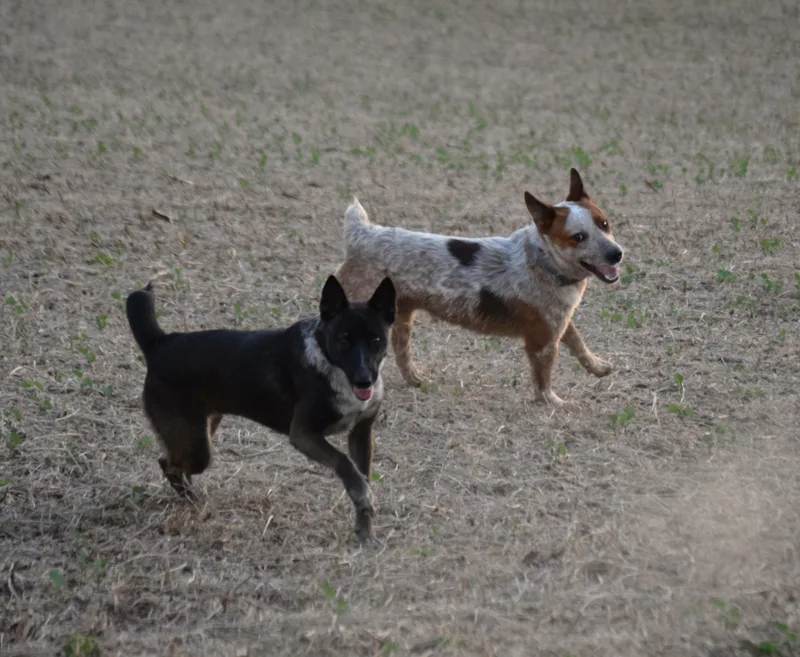 A young medium-sized male Australian Cattle Dog / Blue Heeler dog named Leo Loving for adoption in Rockport, IN