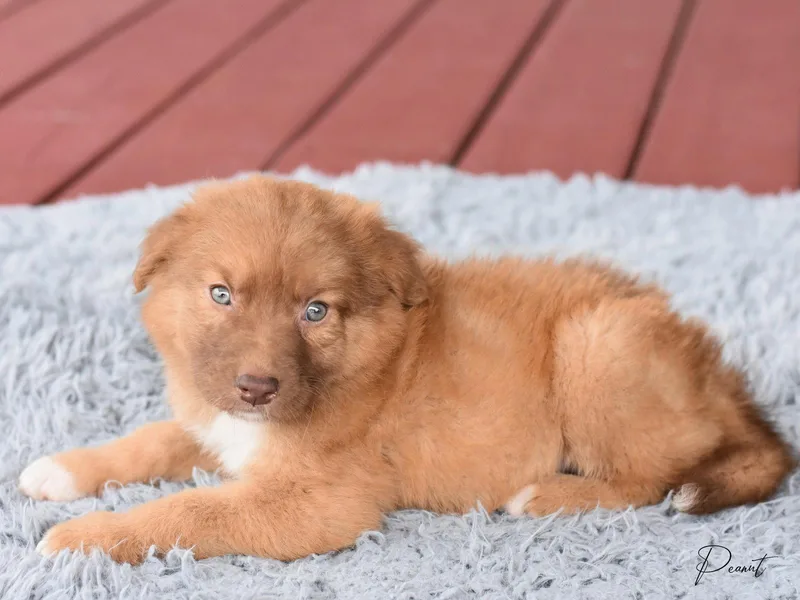 A baby medium-sized female Australian Shepherd dog named Willow for adoption in Montgomery, TX