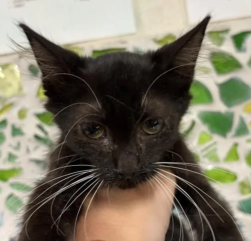 A baby small-sized female Domestic Medium Hair cat named Cherry Poptart for adoption in Pensacola, FL