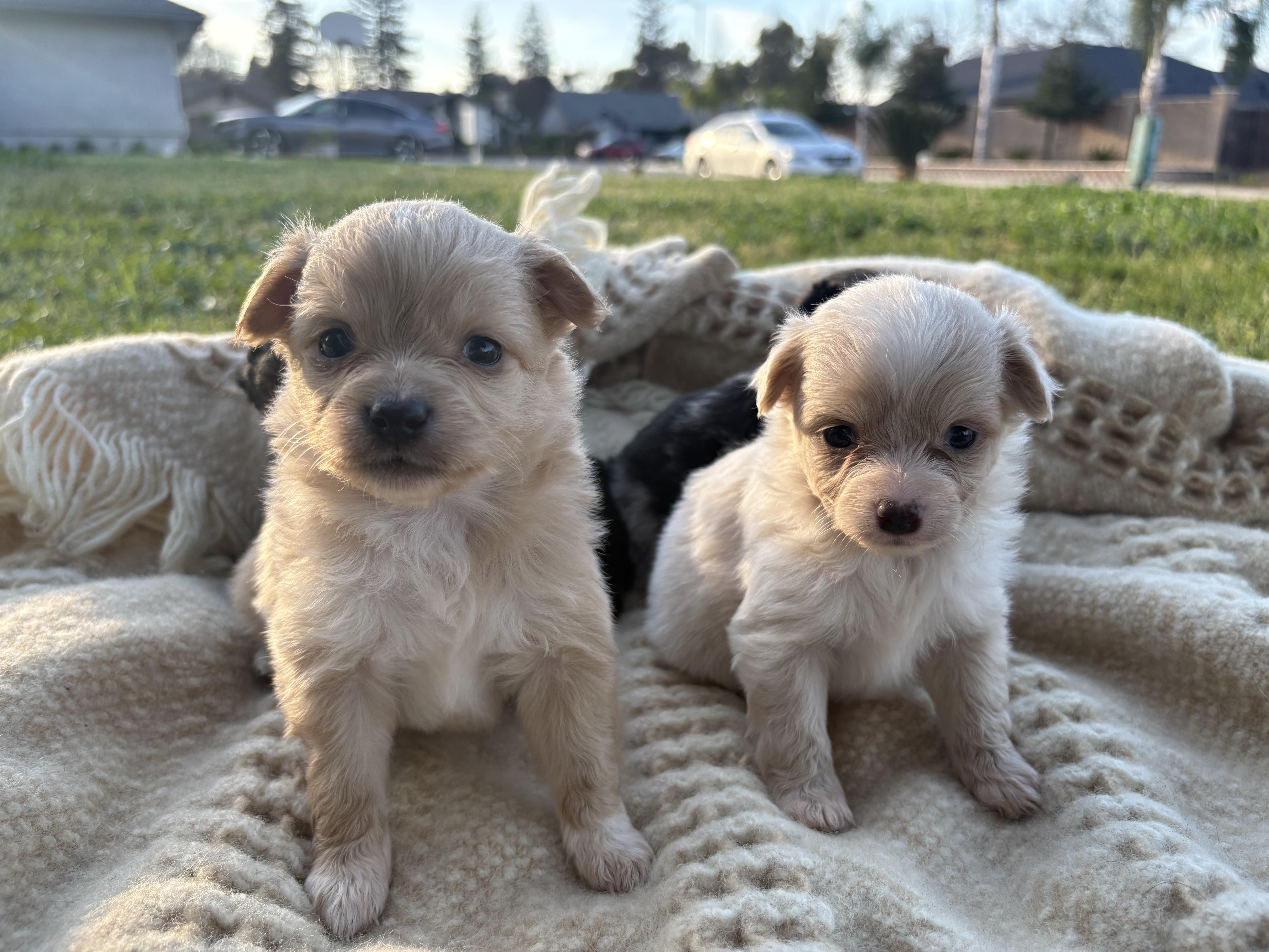 Puppies thumbnail 3
