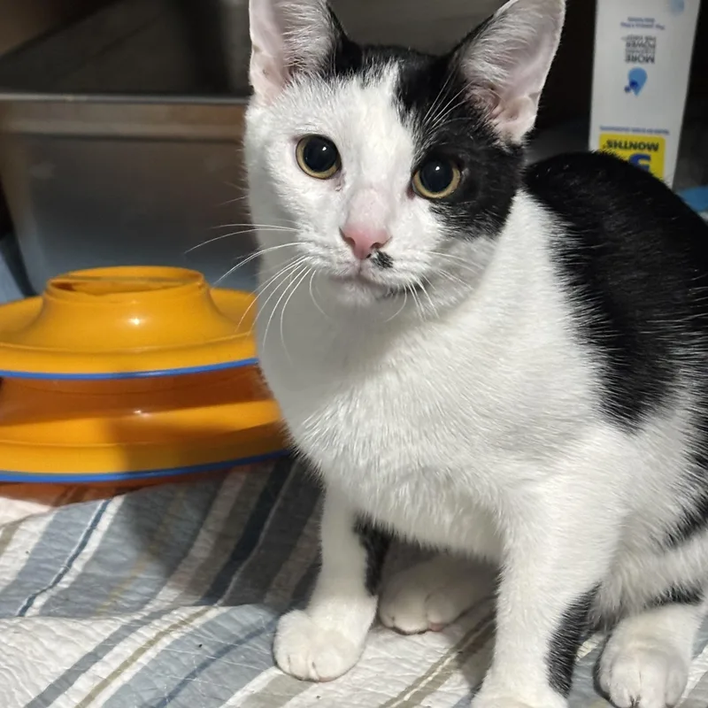 A baby small-sized male Black & White / Tuxedo Domestic Short Hair cat named Mystic for adoption in Pittsburgh, PA