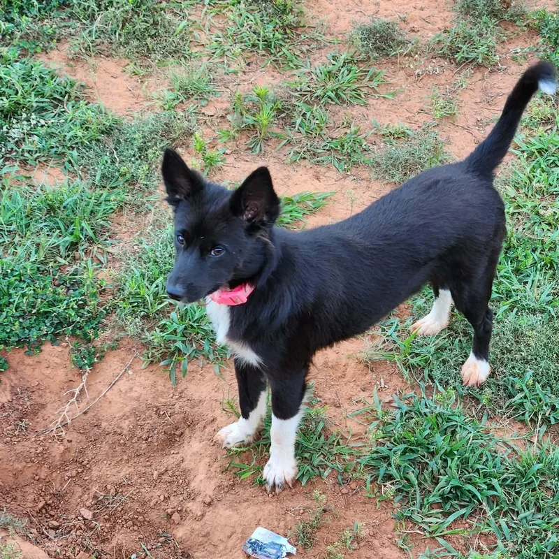 A baby small-sized female Black Border Collie dog named Mia for adoption in Noble, OK